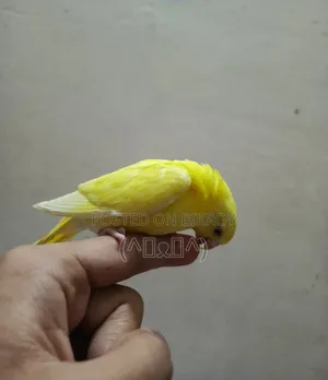 Bajrigar Bird, Lutino