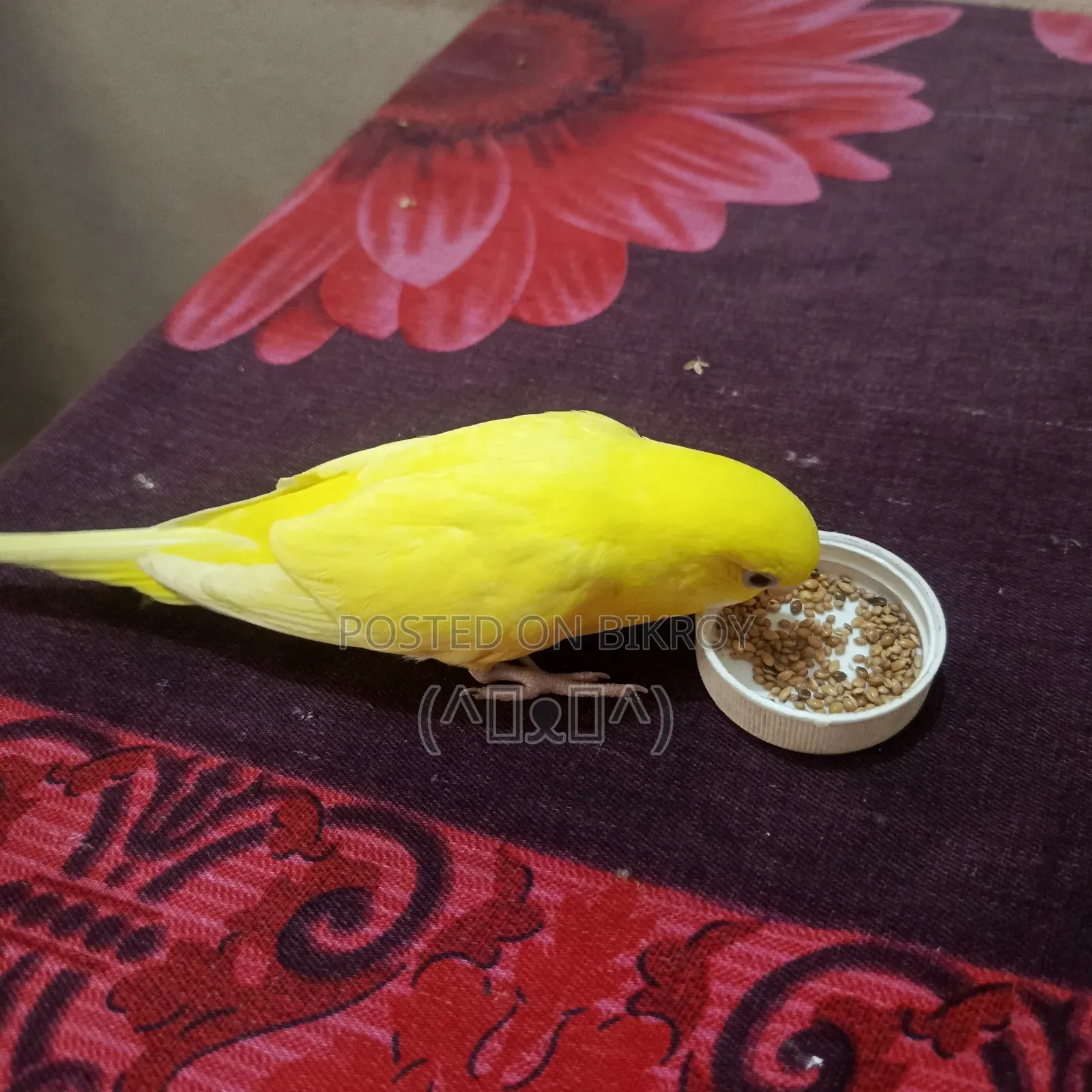 Bajrigar Bird, Lutino
