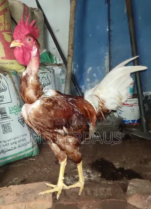 গলাছিলা মোরগ