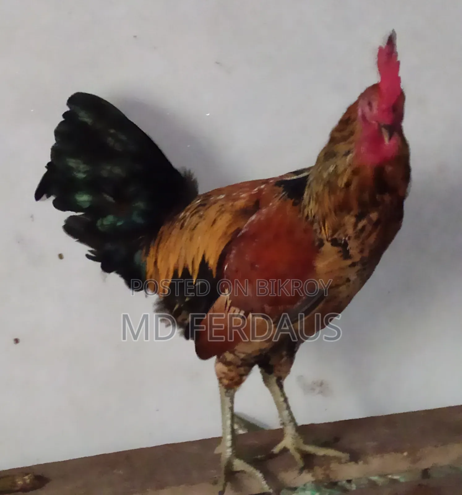গলাছিলা মোরগ