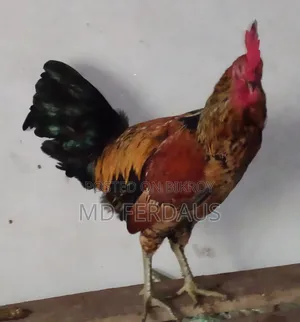 গলাছিলা মোরগ