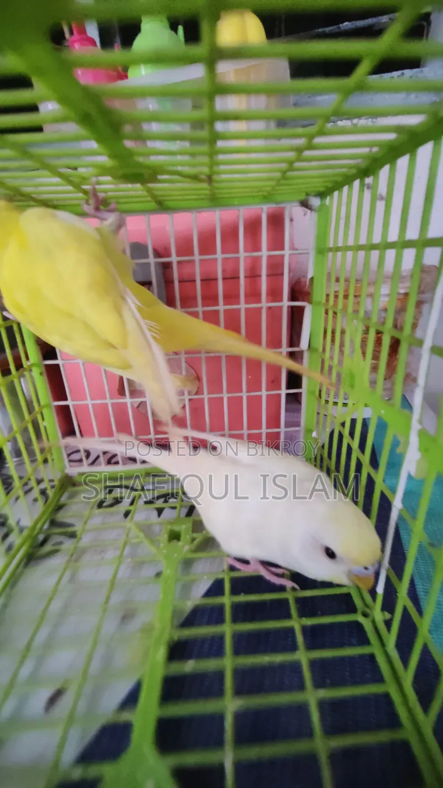 বাজরিগার পাখি