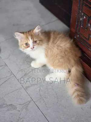 1-3 Months Female Purebred Persian
