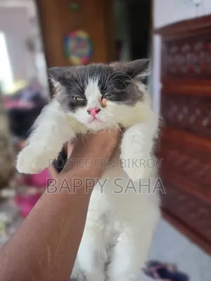 1-3 Months Female Purebred Persian