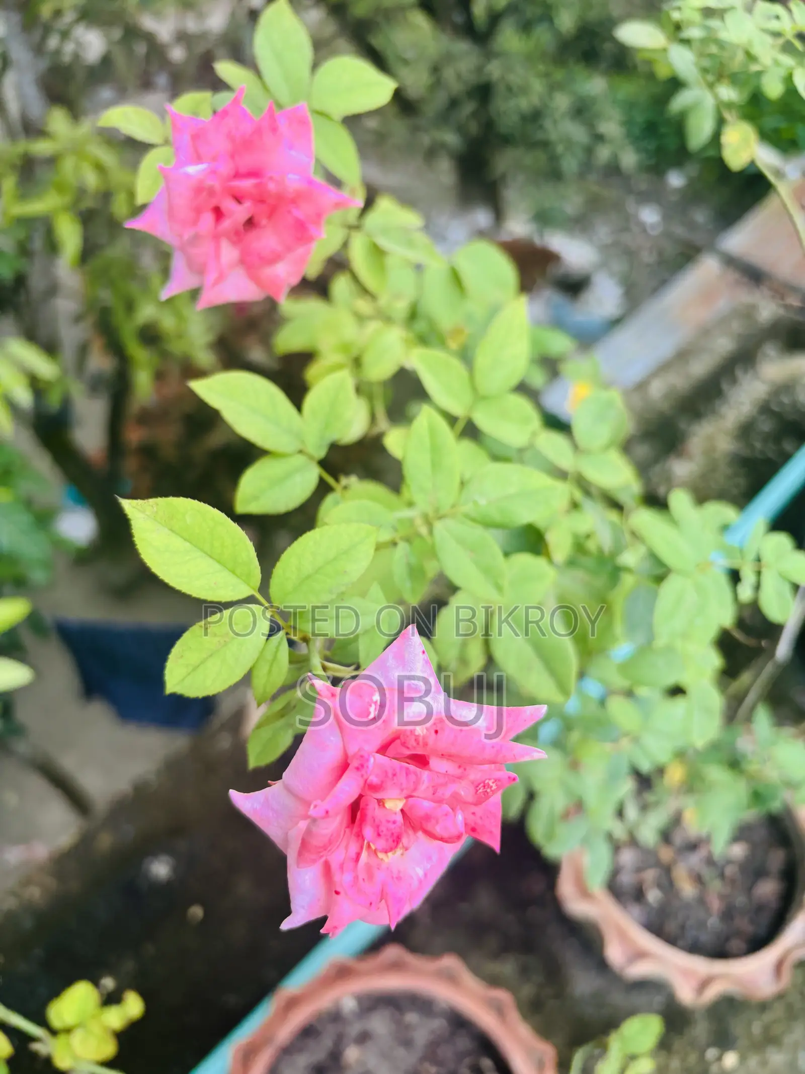 Pink & Red Rose