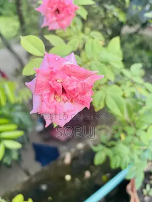 Pink & Red Rose