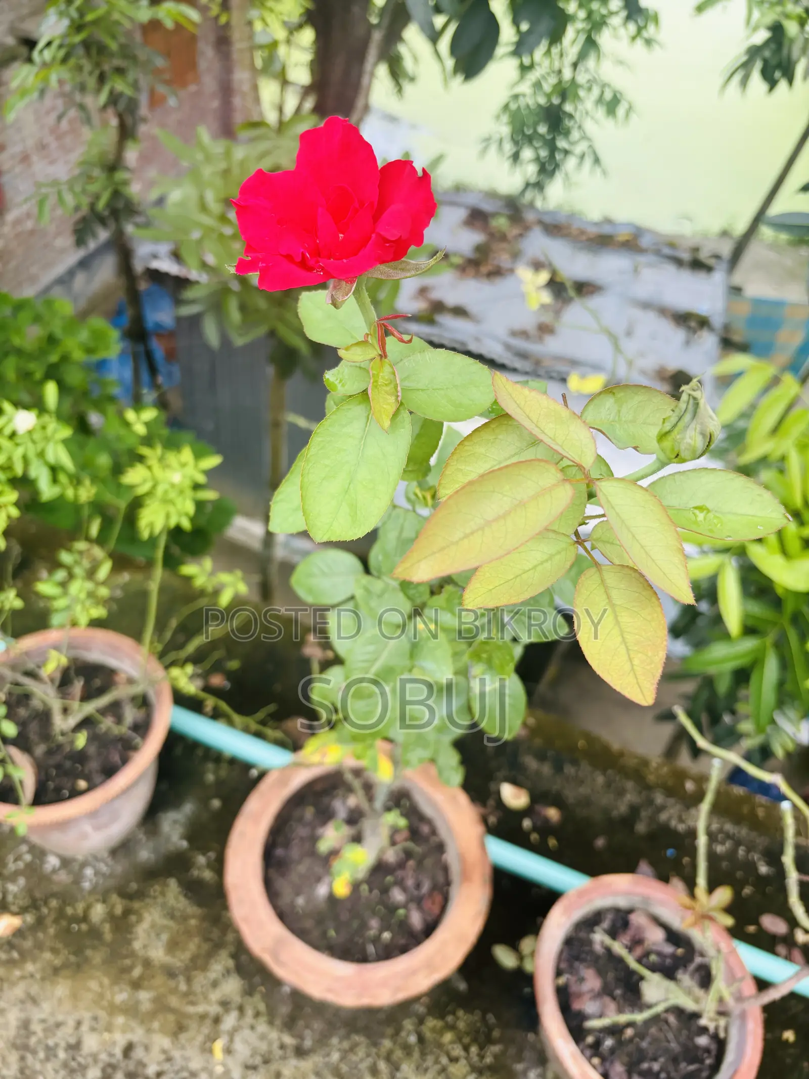 Pink & Red Rose