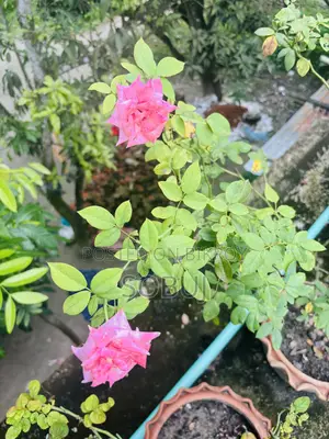 Pink & Red Rose