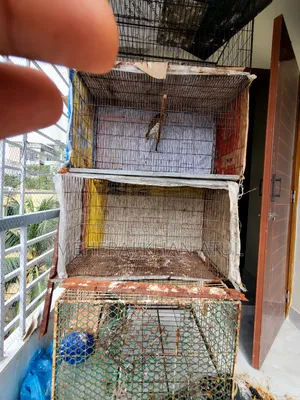 ৩ ফিট সাইজ বার্ড কেজ