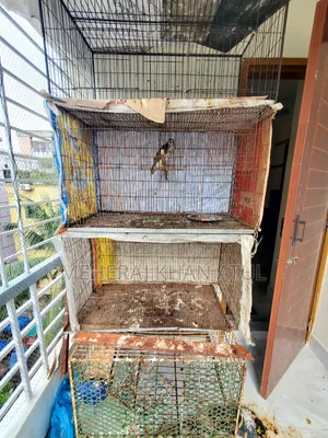 3 Feet Size Bird Cage