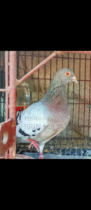 রেসার মাদি সেল হবে