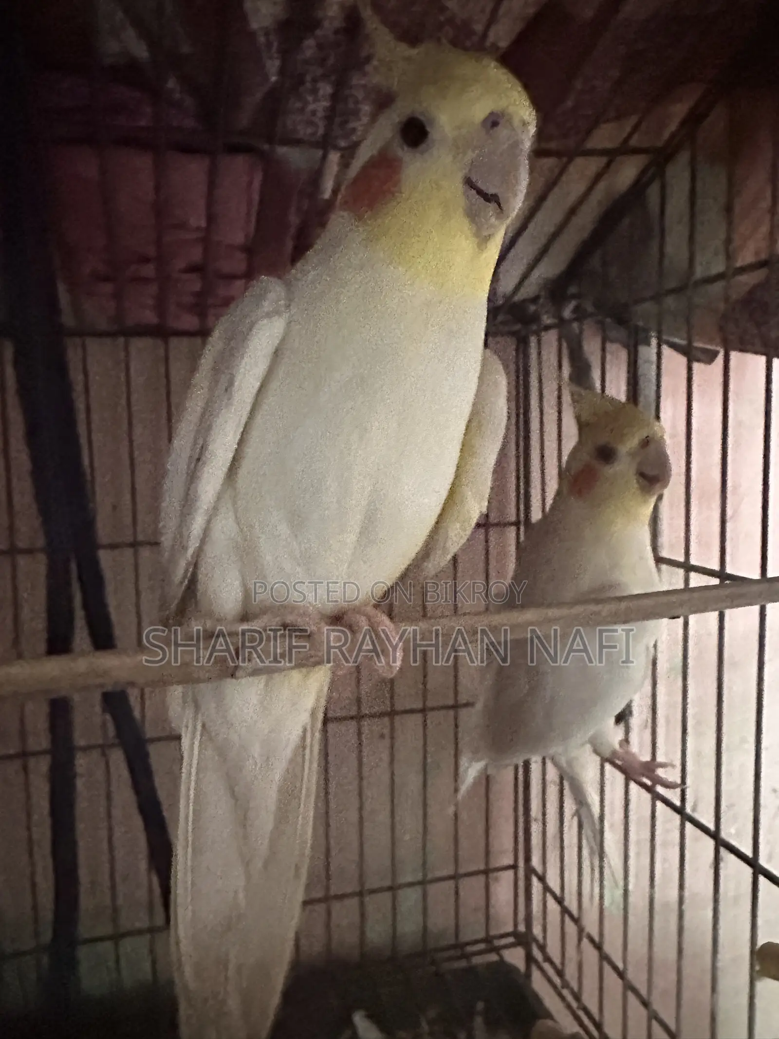 ককাটেল মেল লু্টিনো ২ পিস