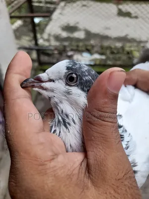 Pigeons with 35 Capable Lineage