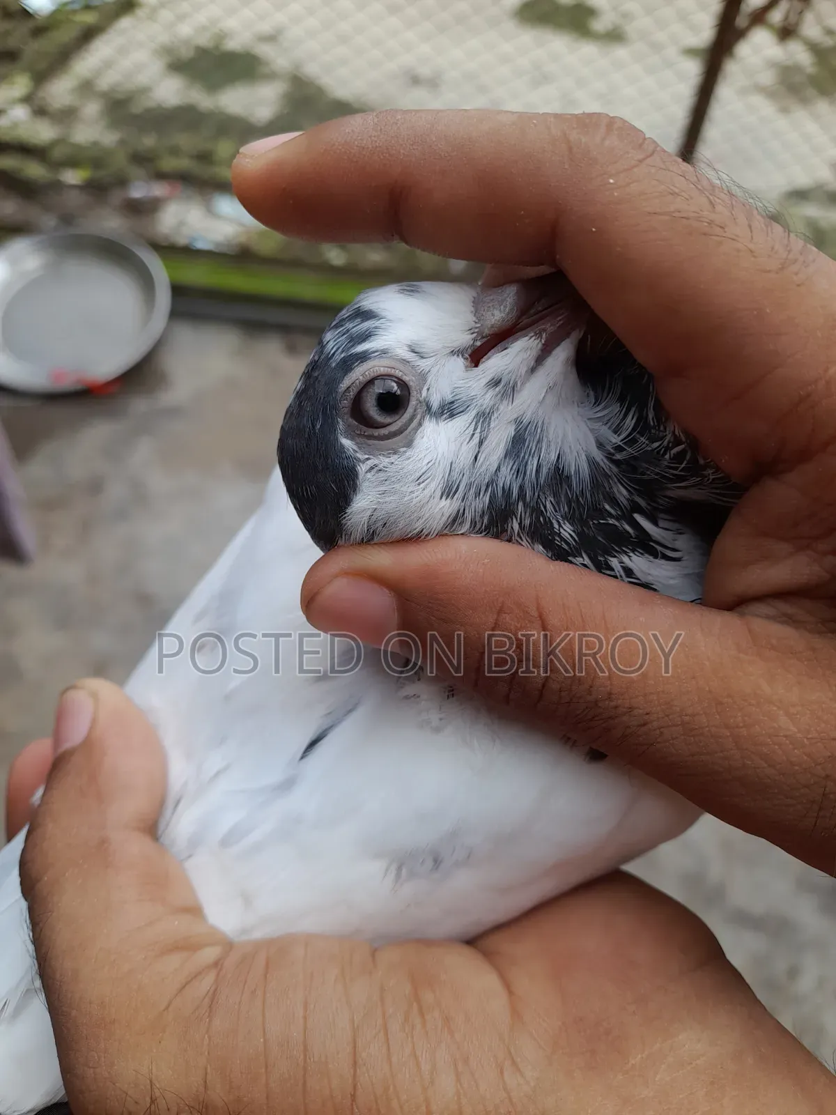 Pigeons with 35 Capable Lineage