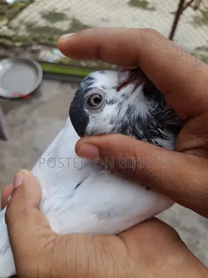 Pigeons with 35 Capable Lineage