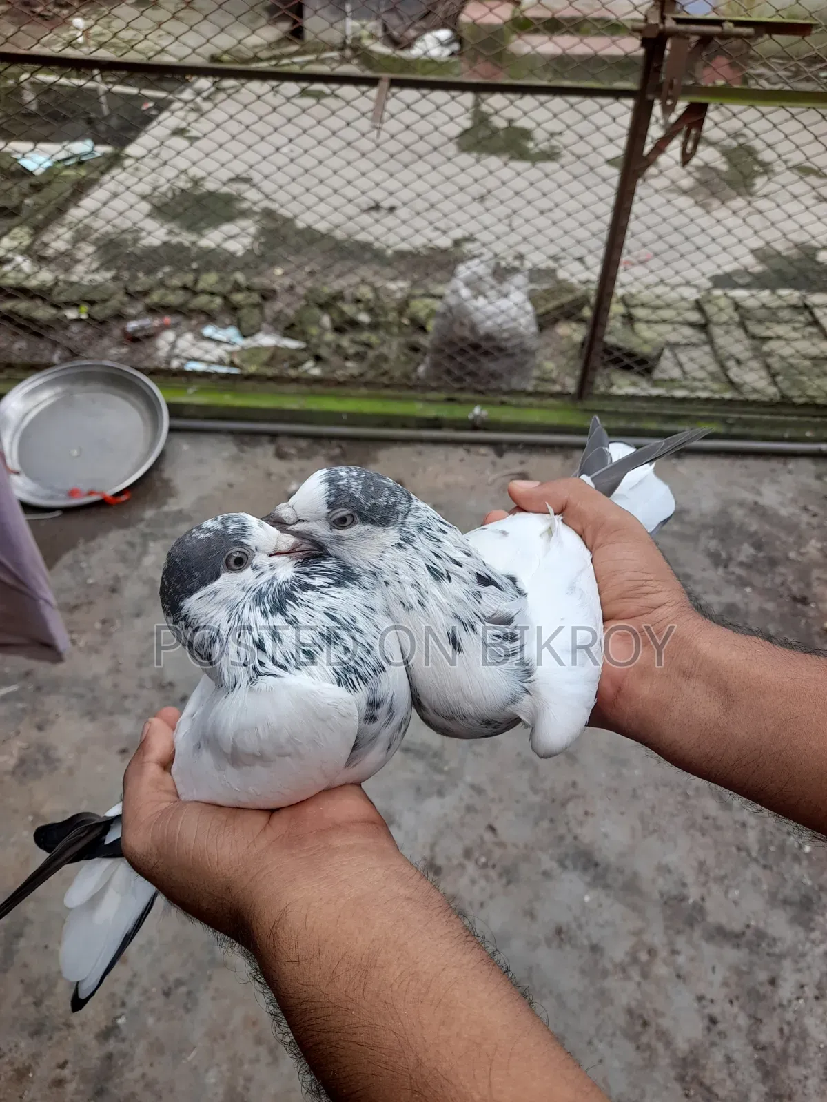 Pigeons with 35 Capable Lineage