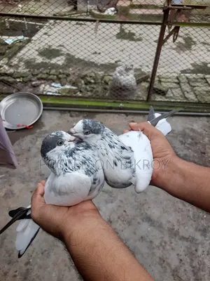 Pigeons with 35 Capable Lineage