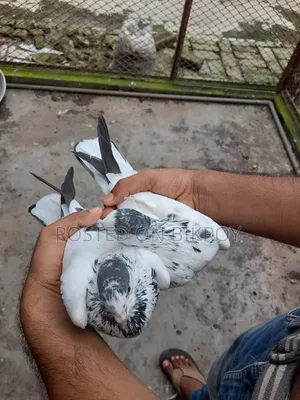 Pigeons with 35 Capable Lineage