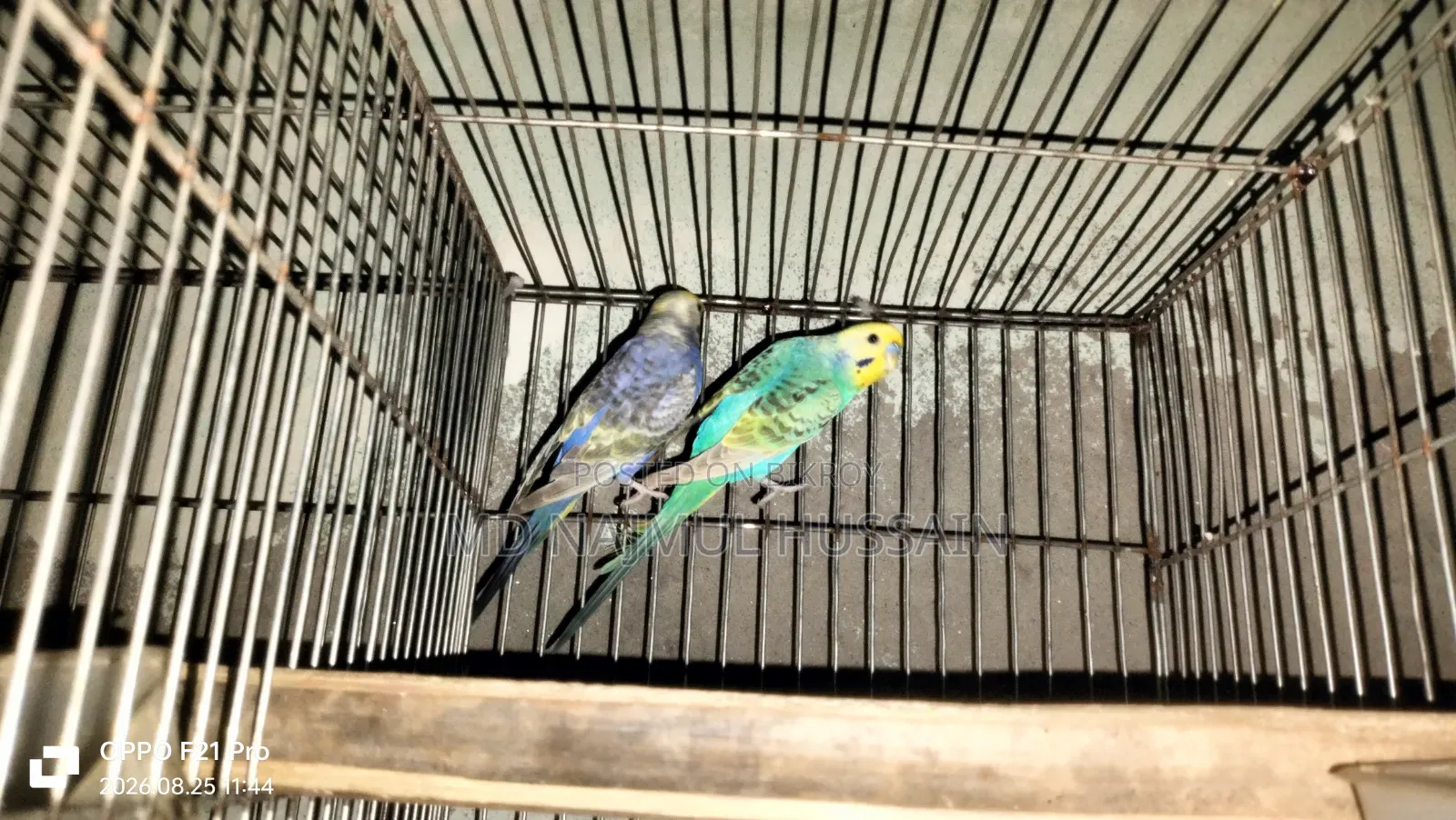 Budgerigar Bird