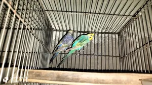Budgerigar Bird
