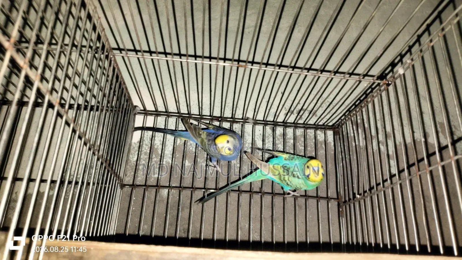 Budgerigar Bird