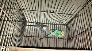Budgerigar Bird