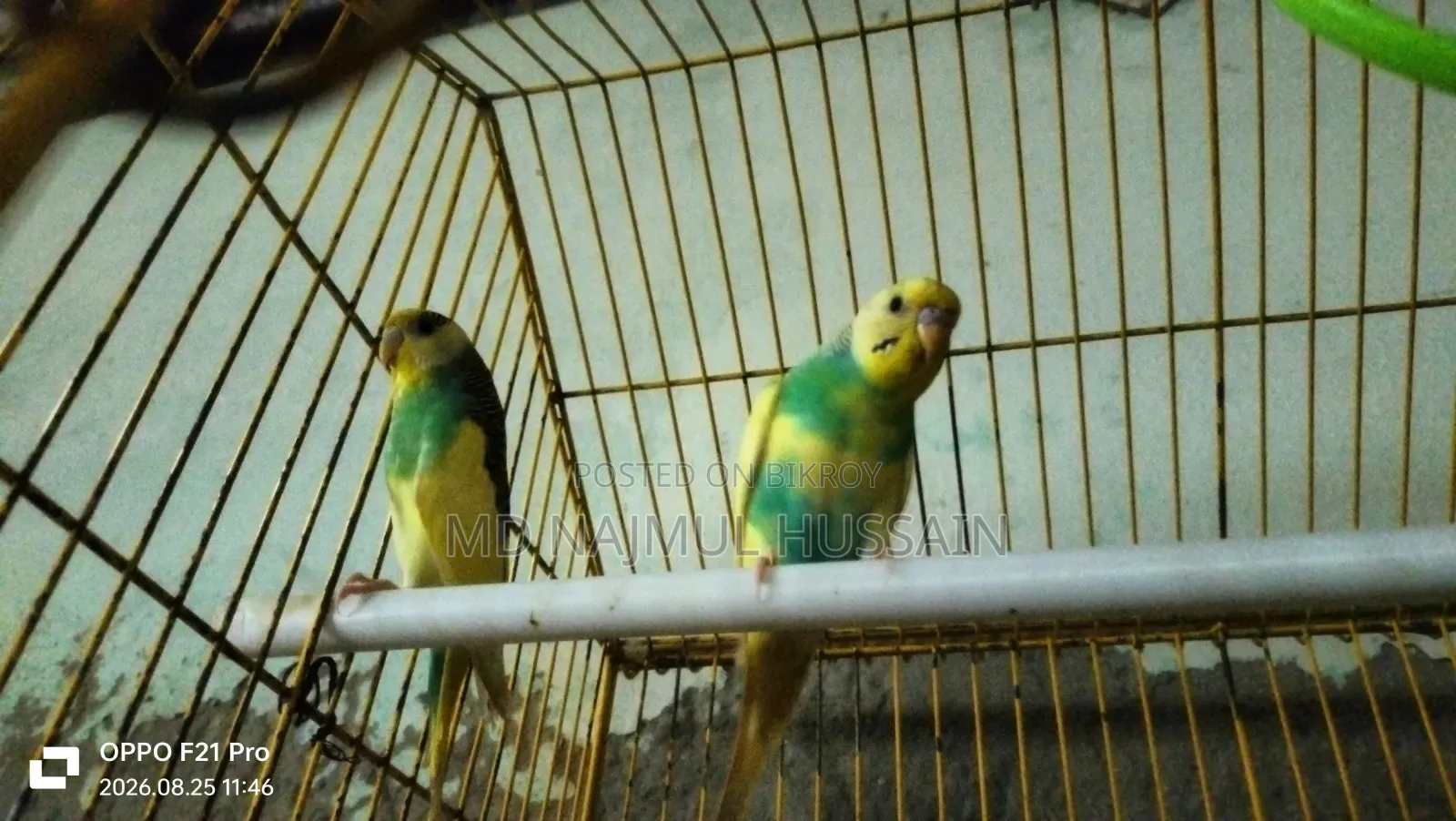 Budgerigar Bird