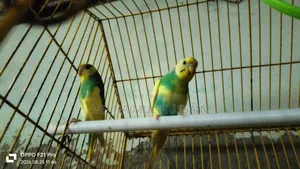 Budgerigar Bird