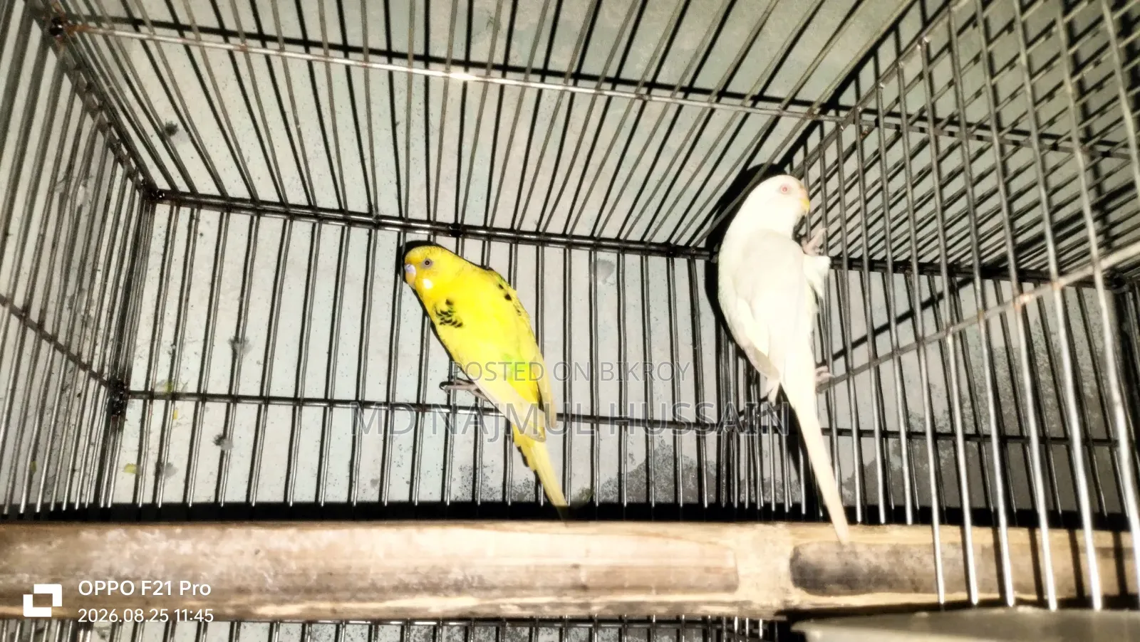 Budgerigar Bird