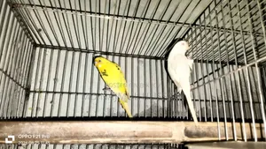Budgerigar Bird