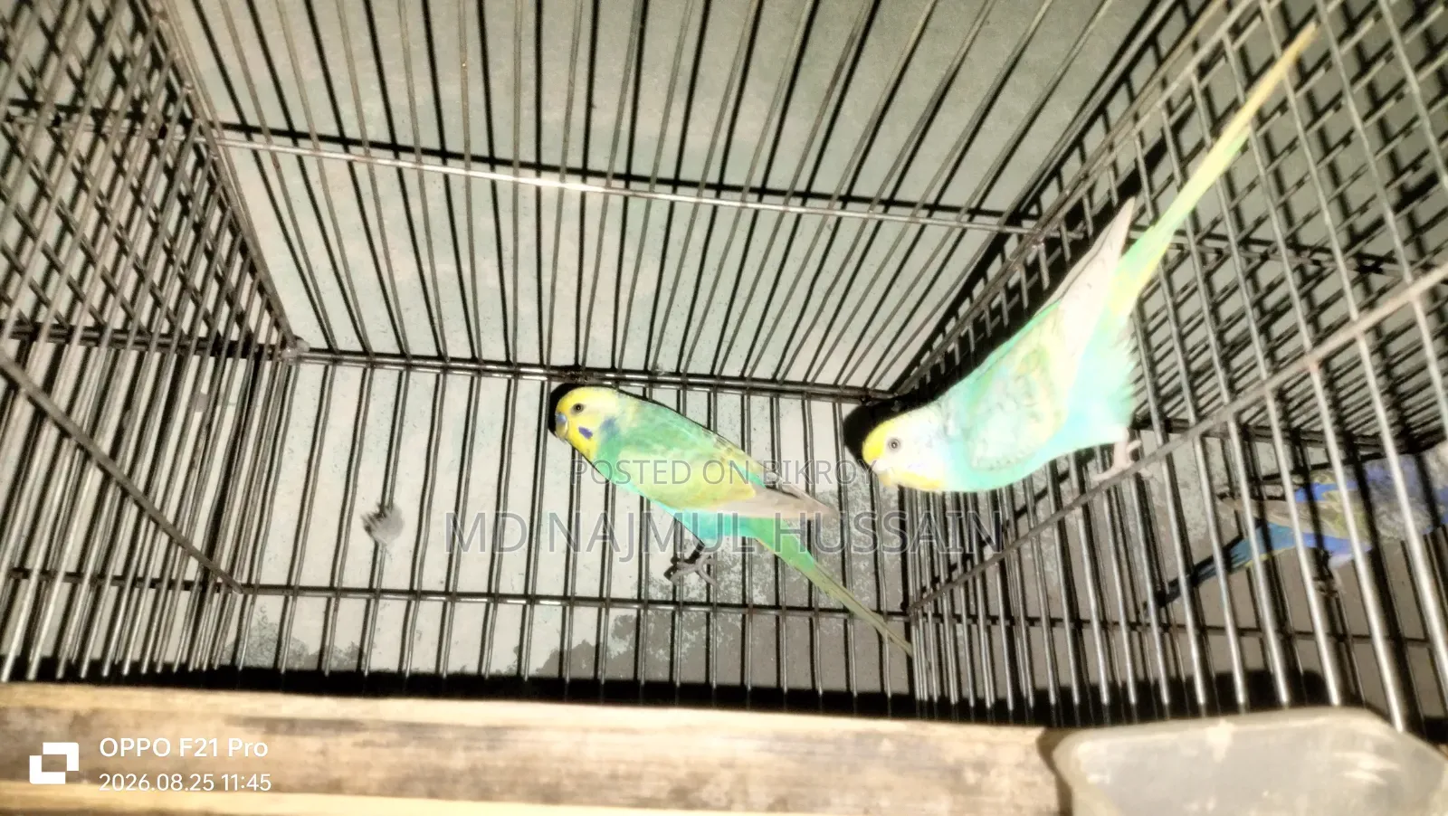 Budgerigar Bird