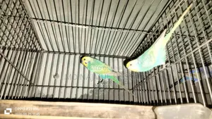 Budgerigar Bird