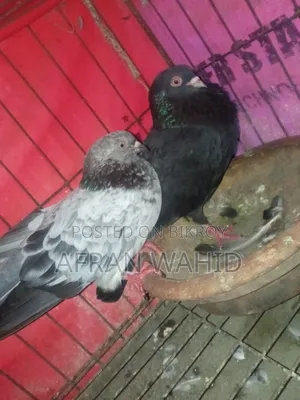 ১ জোরা রানিং কবুতর