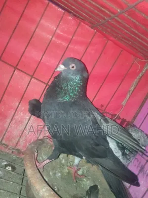 ১ জোরা রানিং কবুতর