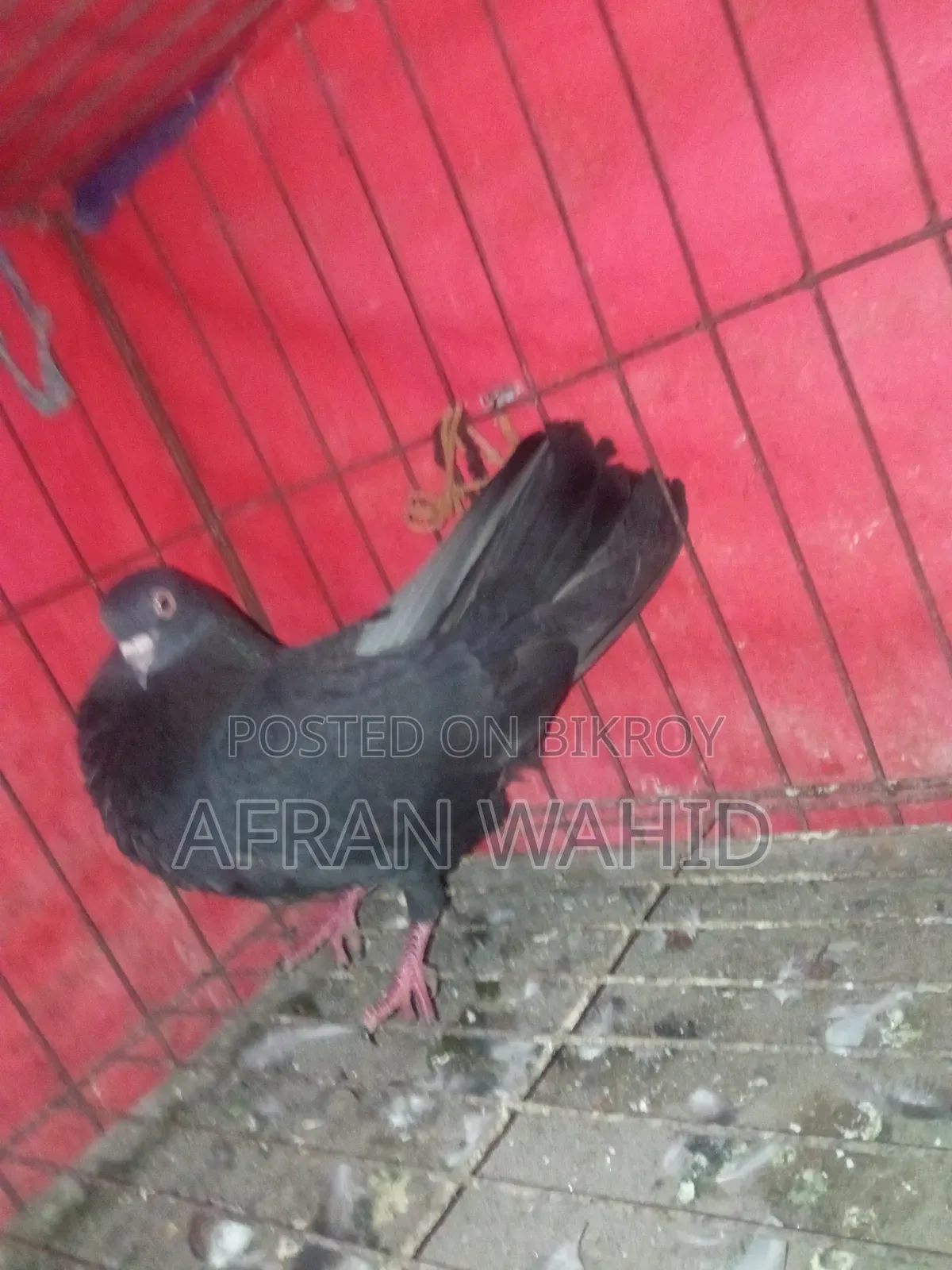 ১ জোরা রানিং কবুতর
