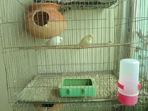 Budgerigar Bird