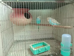 বাজিগর পাখি
