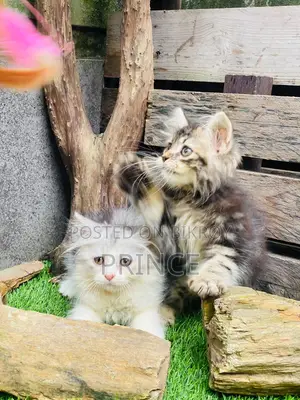 1-3 Months Female Purebred Persian