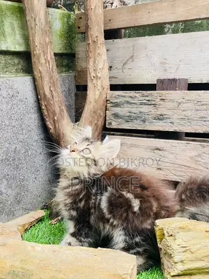 ১-৩ মাস বয়সী ফিমেল পিওরব্রেড পার্সিয়ান