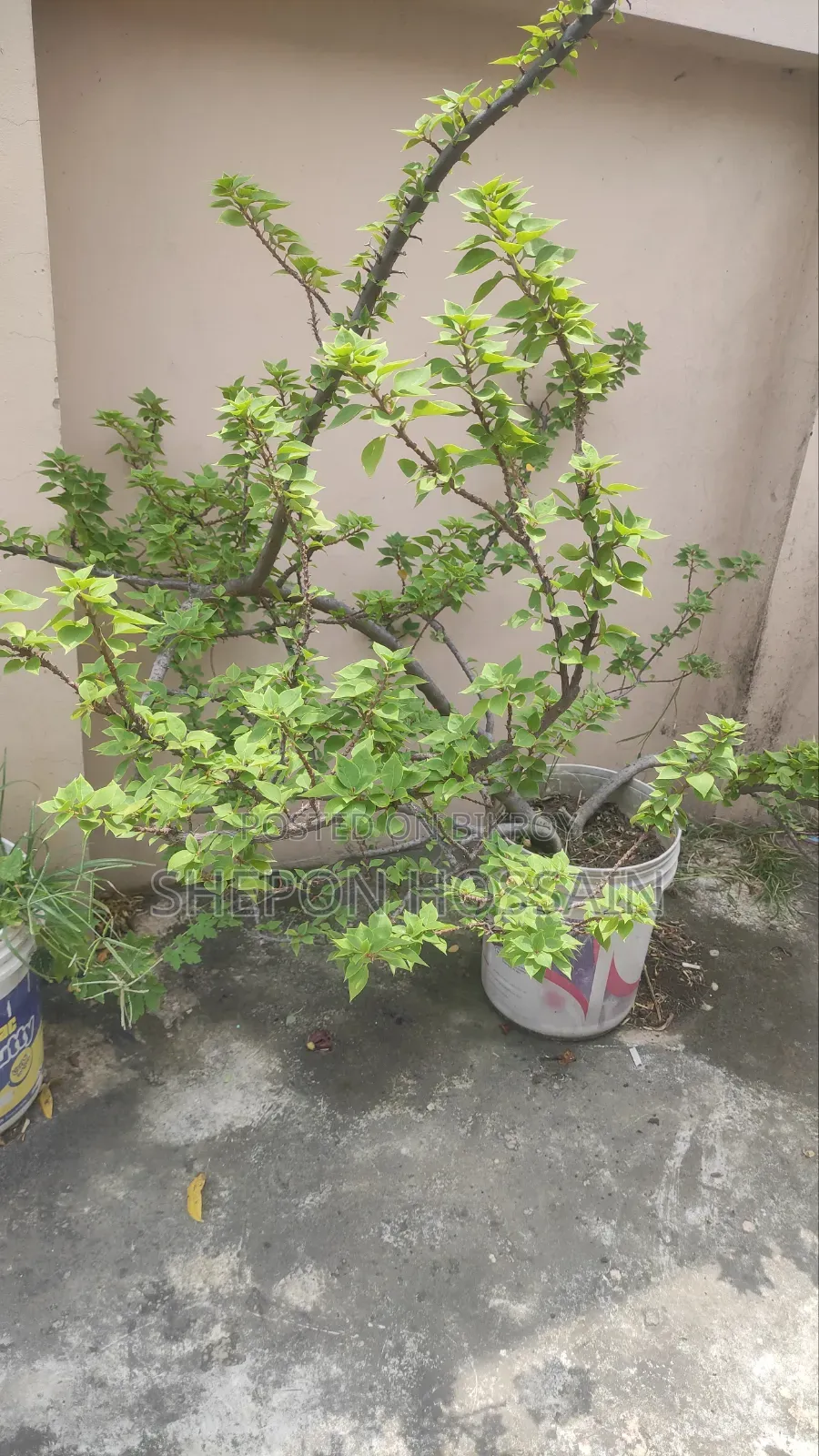 Some flowering trees and fruit trees will be sold