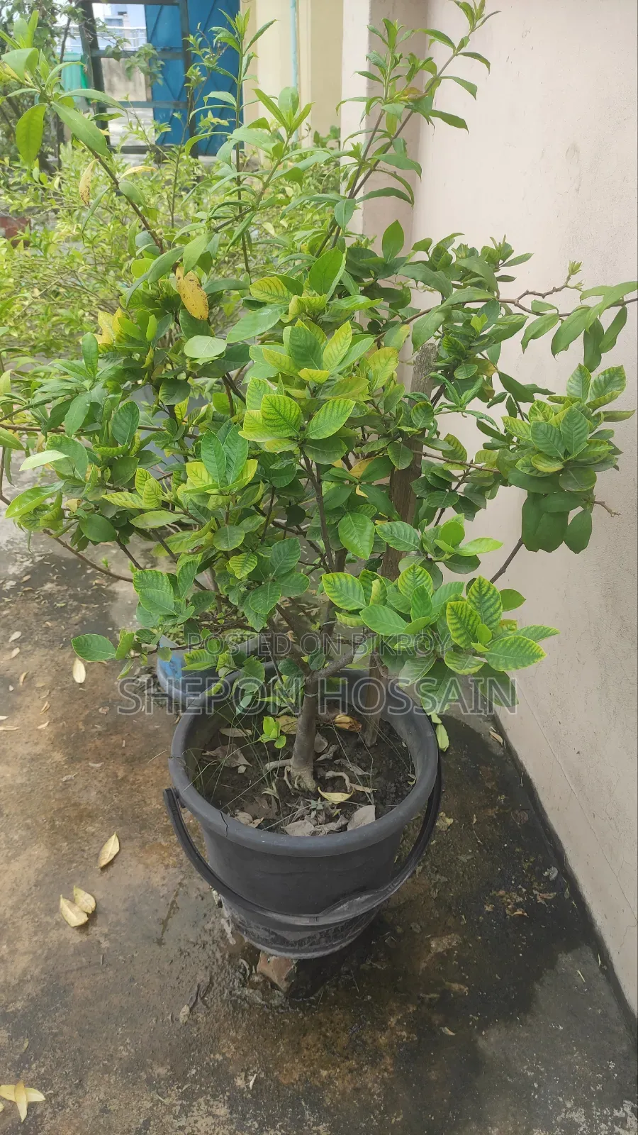 Some flowering trees and fruit trees will be sold