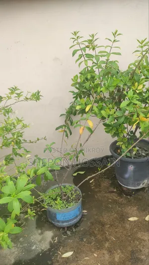 Some flowering trees and fruit trees will be sold