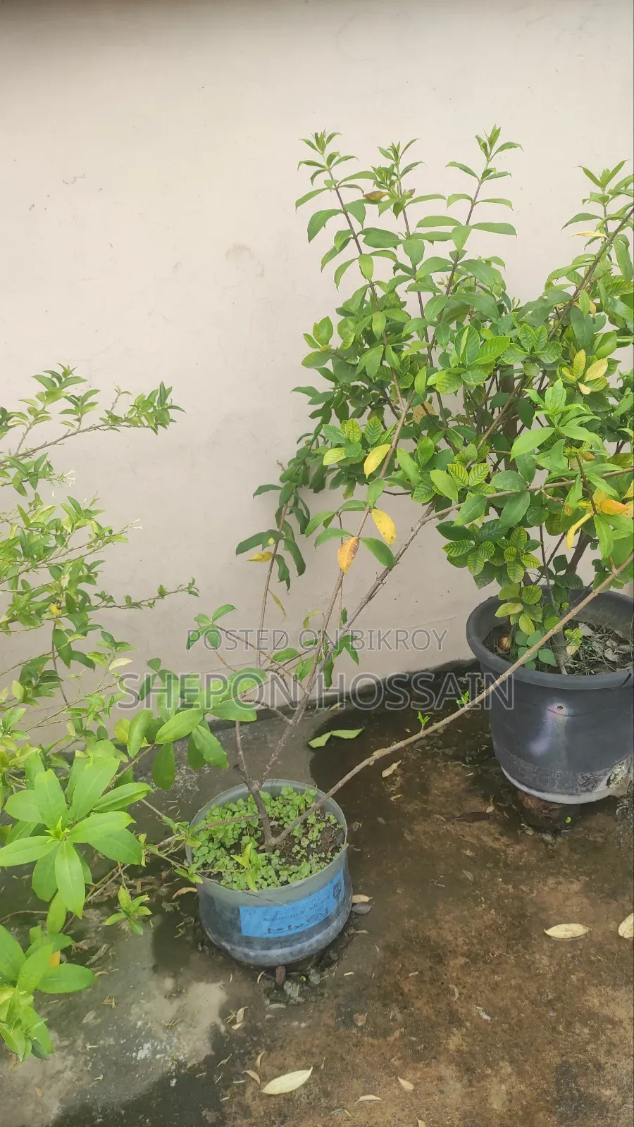 Some flowering trees and fruit trees will be sold