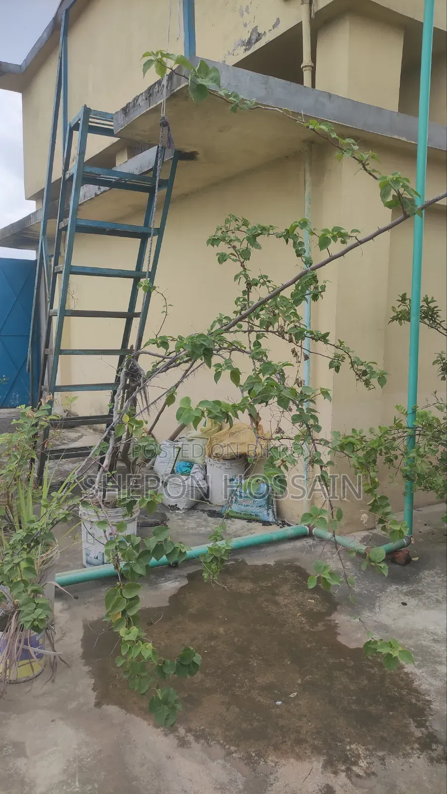 Some flowering trees and fruit trees will be sold