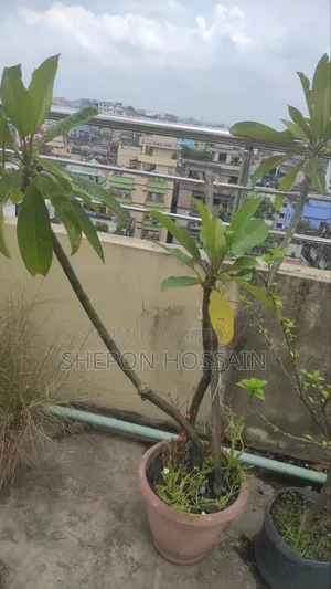 Some flowering trees and fruit trees will be sold