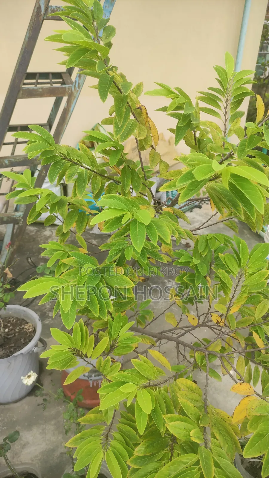 Some flowering trees and fruit trees will be sold