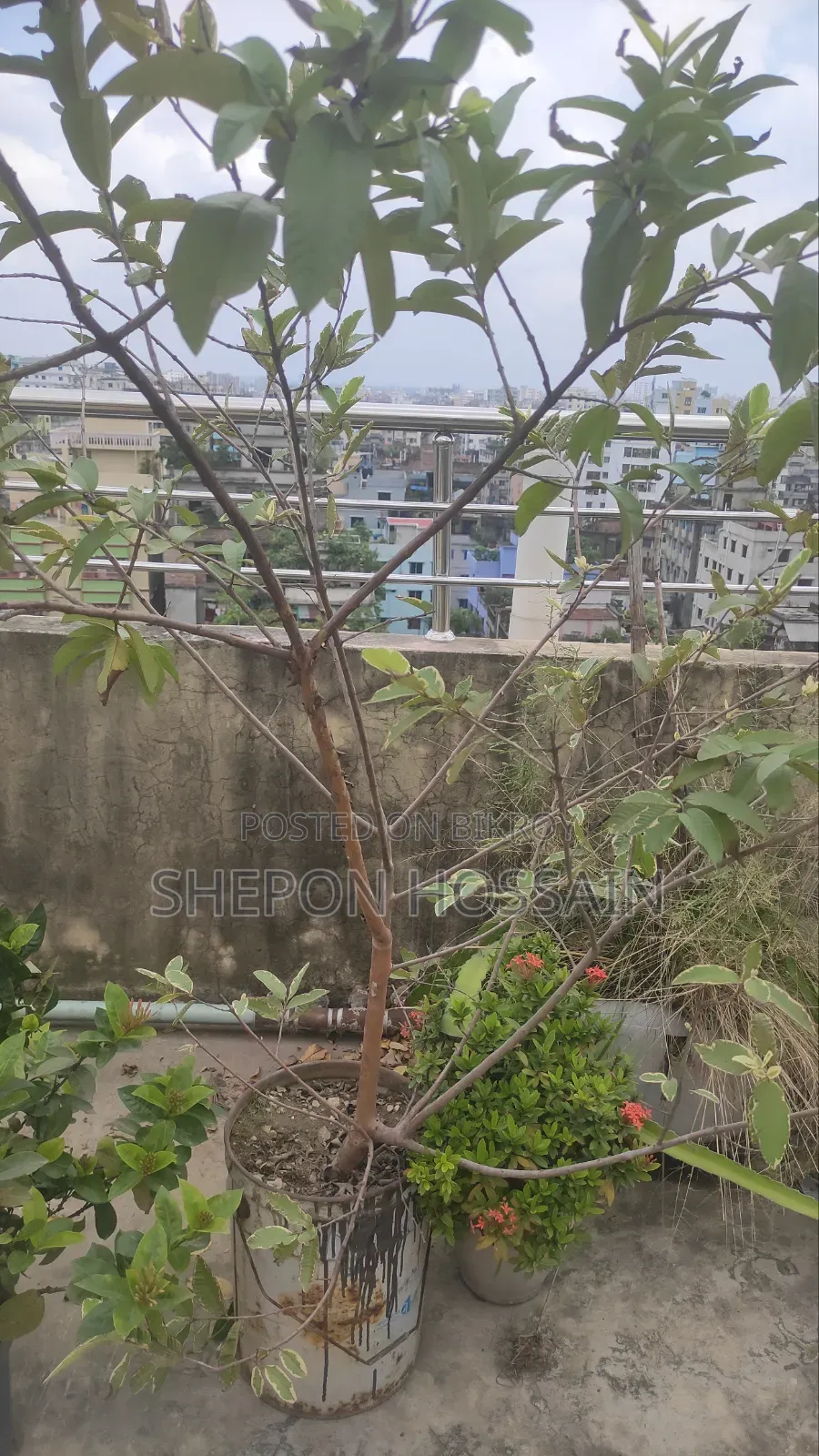 Some flowering trees and fruit trees will be sold