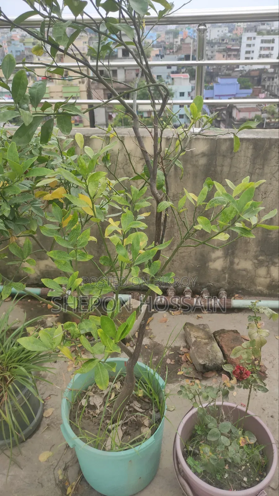 Some flowering trees and fruit trees will be sold
