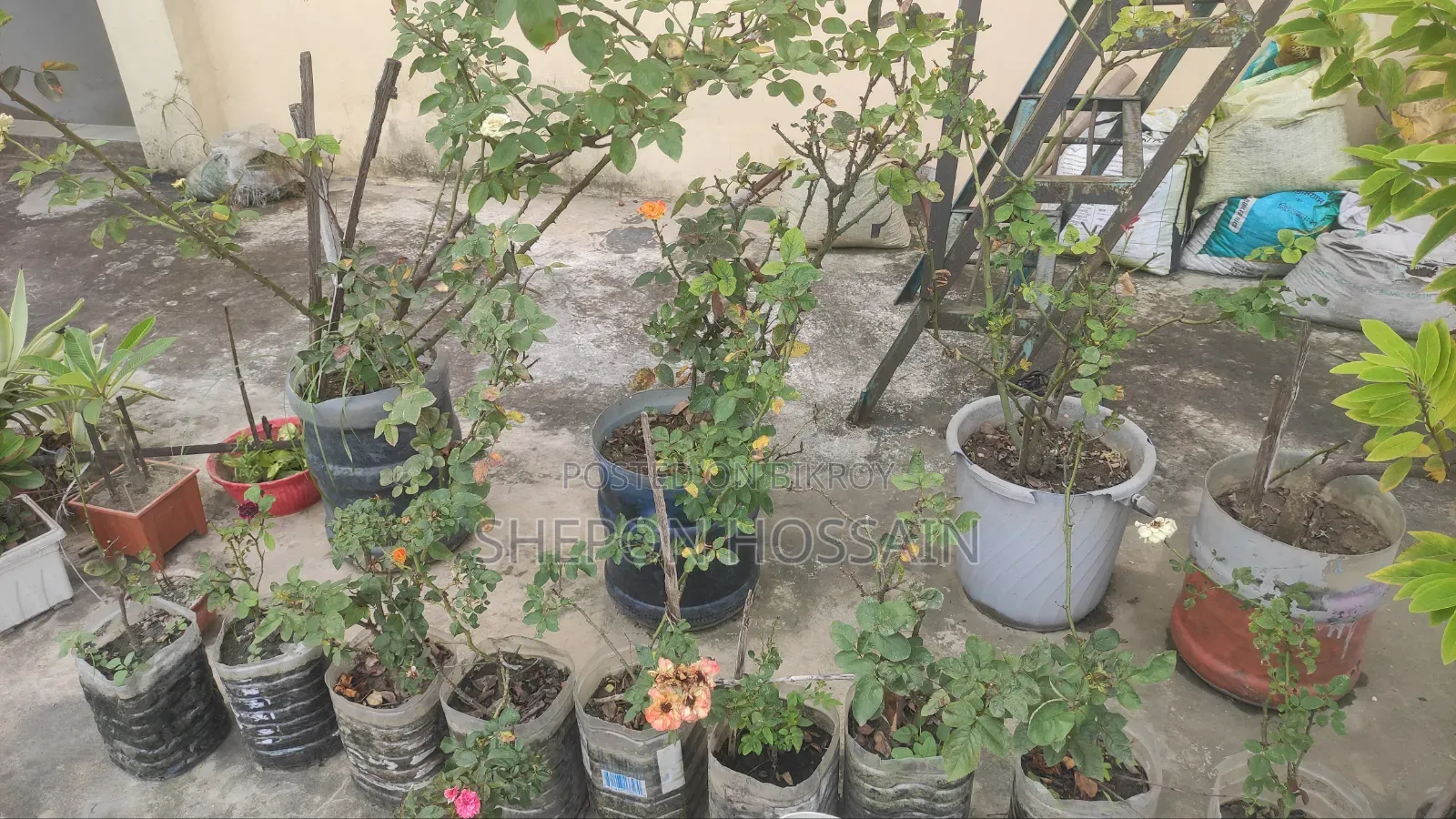 Some flowering trees and fruit trees will be sold