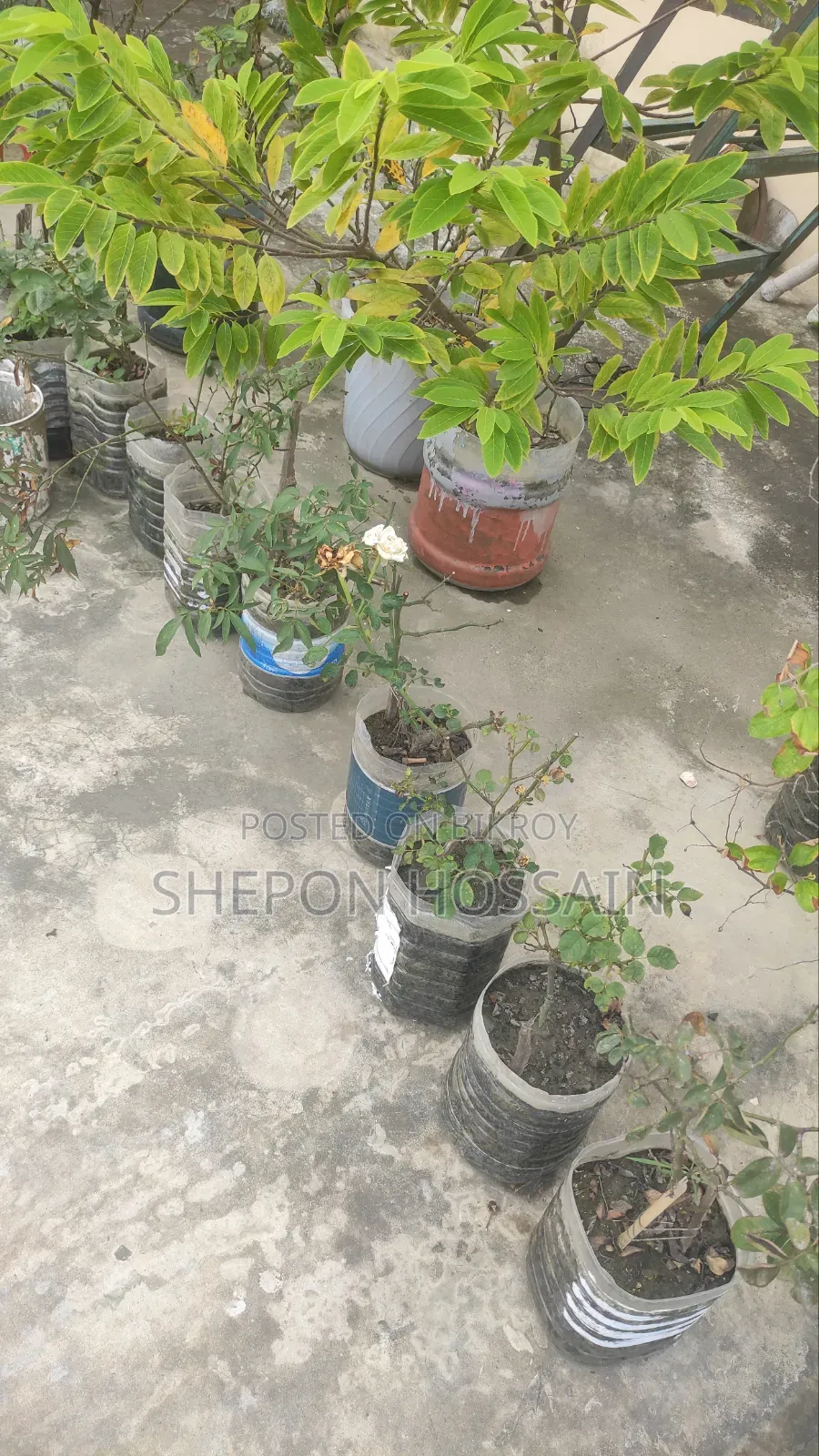 Some flowering trees and fruit trees will be sold